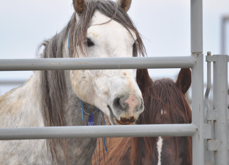 Saylor Creek horses