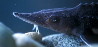 Kootenai tribe working to restore their namesake river Juvee White sturgeon