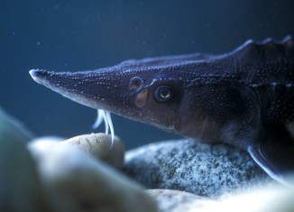 Juvee White sturgeon
