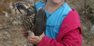 A bird in the hand is good Youngsters get a hands-on hawk experience during the Boise State University public field trip to Lucky Peak. (IBO photo)