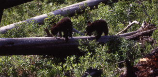 cubs on a stroll