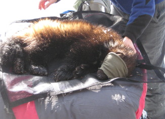 Idaho wolverines are the subjects of studies that will help determine the species management in the West.