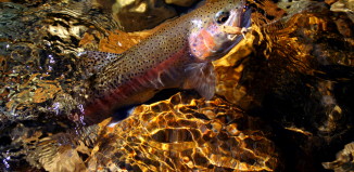 Hoppers are popular late summer and fall patterns on the Big Wood River.