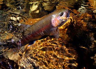 Hoppers are popular late summer and fall patterns on the Big Wood River.