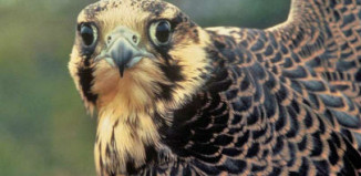 Peregrine pair fledge record number of chicks Falcons are quite territorial and will often abandon nests to defend their territory, which leads to nest failure and low reproductive success.