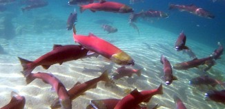 On the brink of extinction, sockeye salmon are trying to beat the odds and make a comeback in central Idaho.