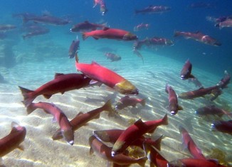 On the brink of extinction, sockeye salmon are trying to beat the odds and make a comeback in central Idaho.