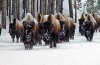Bison move down the road in an early walk toward the relative warmth of Geyser Basin.