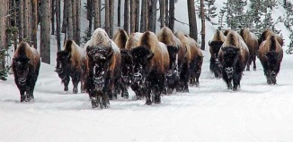 Bison move down the road in an early walk toward the relative warmth of Geyser Basin.