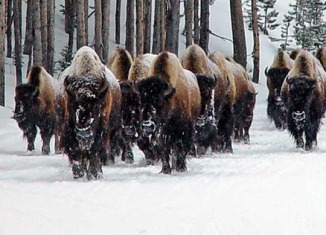 Bison move down the road in an early walk toward the relative warmth of Geyser Basin.