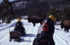 With the opening of more snowmobile and snow coach routes interaction with wildlife and be expected. (NPS photo)