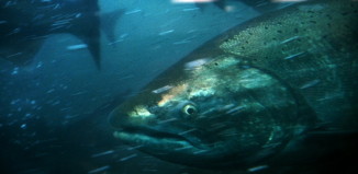 Lower Snake Basin redd numbers on the rise